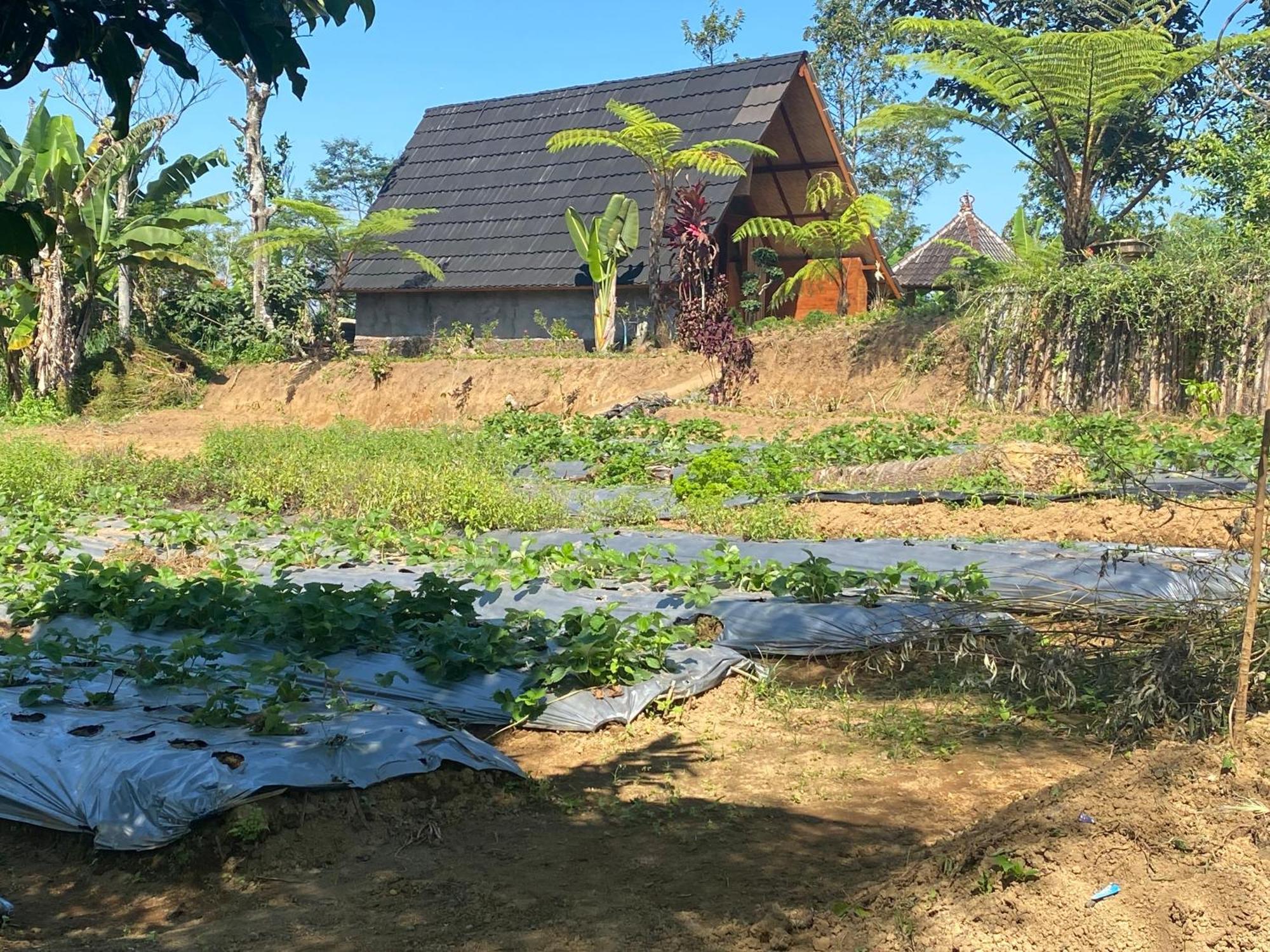Lembah Cinta Mayungan Baturiti Zewnętrze zdjęcie